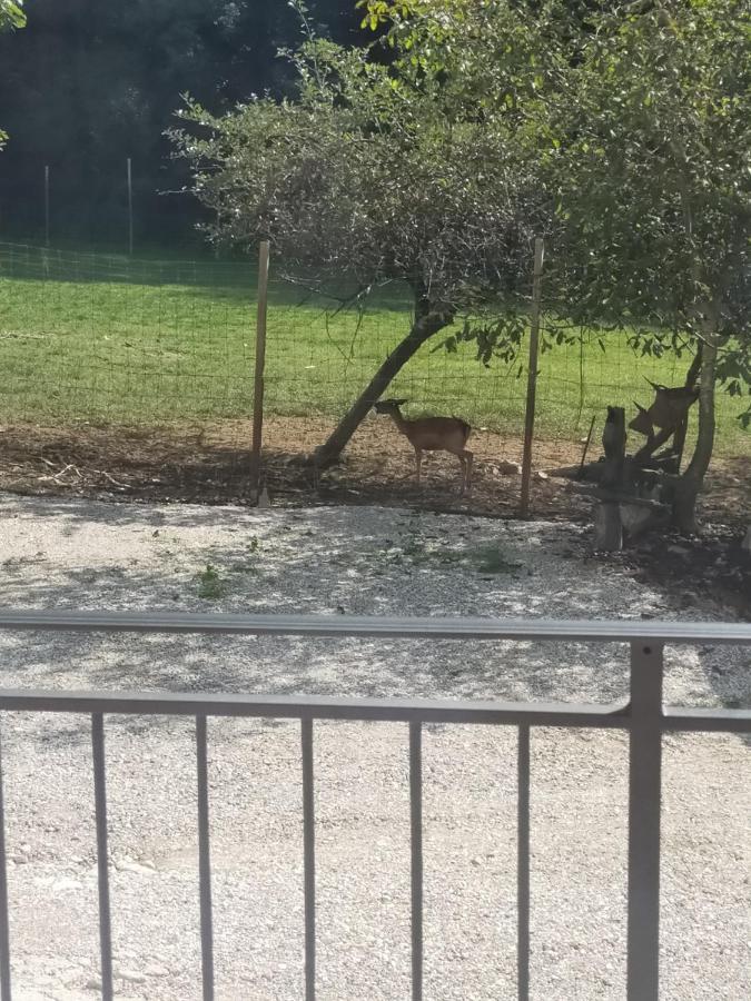 Alloggio E Agriturismo De Poanute Faedis Экстерьер фото